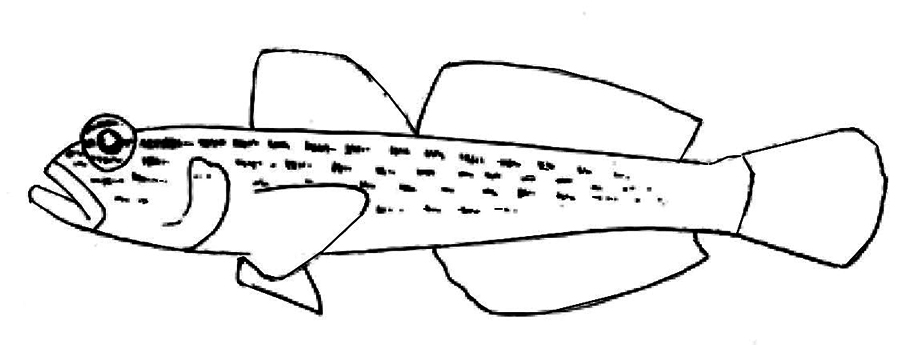 Gobius xanthocephalus_001.jpg